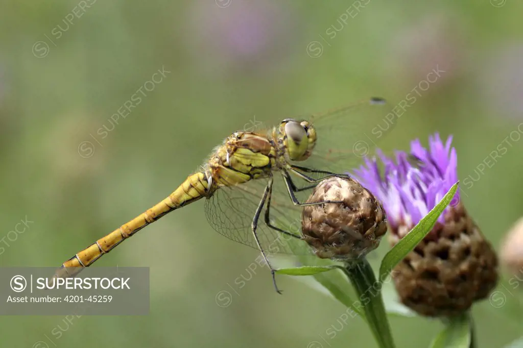 Vagrant Darter (Sympetrum vulgatum) dragonfly male, Overijssel, Netherlands