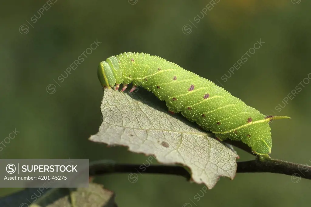Poplar Hawk Moth (Laothoe populi) caterpillar foraging, Engbertsdijksvenen, Overijssel, Netherlands