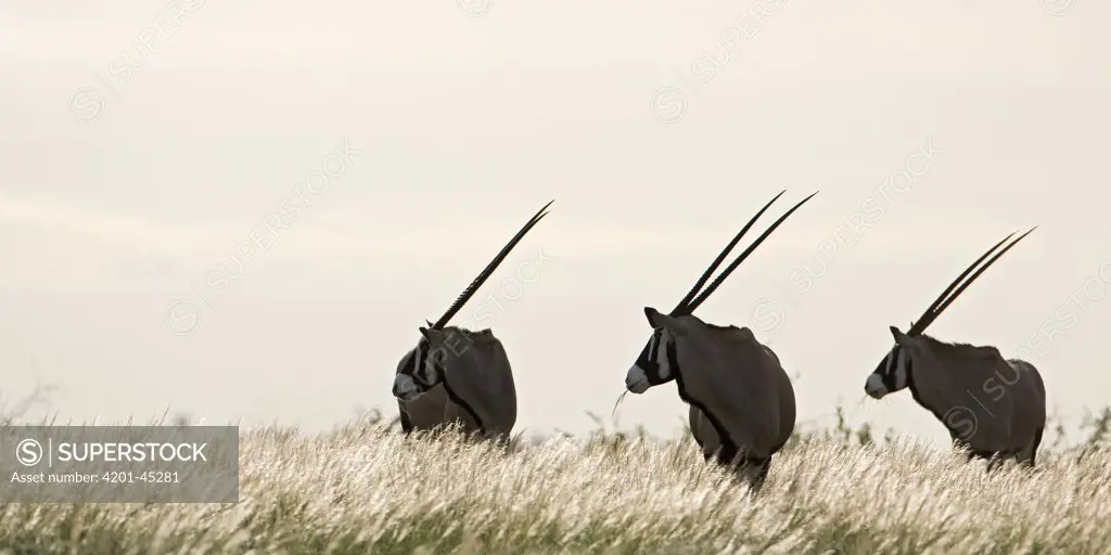 Oryx (Oryx gazella) trio foraging in high Kalahari grass, Deception Valley, Central Kalahari Game Reserve, Botswana