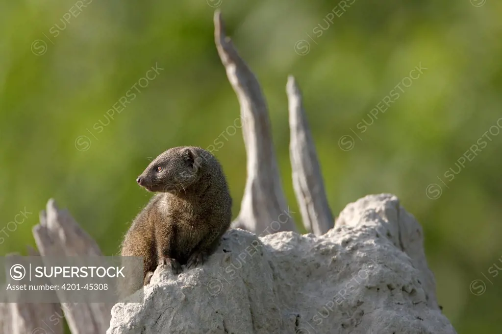 Dwarf Mongoose (Helogale parvula) on termite mound, Moremi Game Reserve, Okavango Delta, Botswana