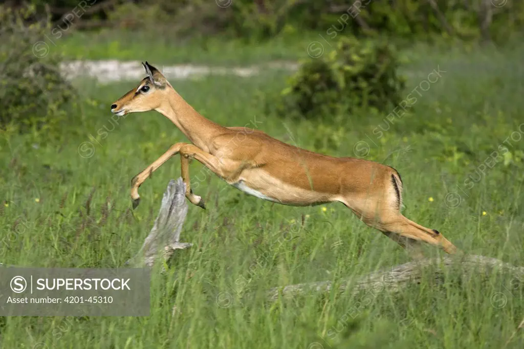 Impala (Aepyceros melampus) ewe jumping, Moremi Game Reserve, Okavango Delta, Botswana