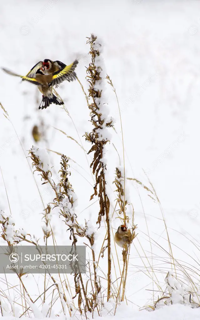European Goldfinch (Carduelis carduelis) pair flying near a withered Large-flowered Evening Primrose (Oenothera erythrosepala), Harderwijk, Netherlands