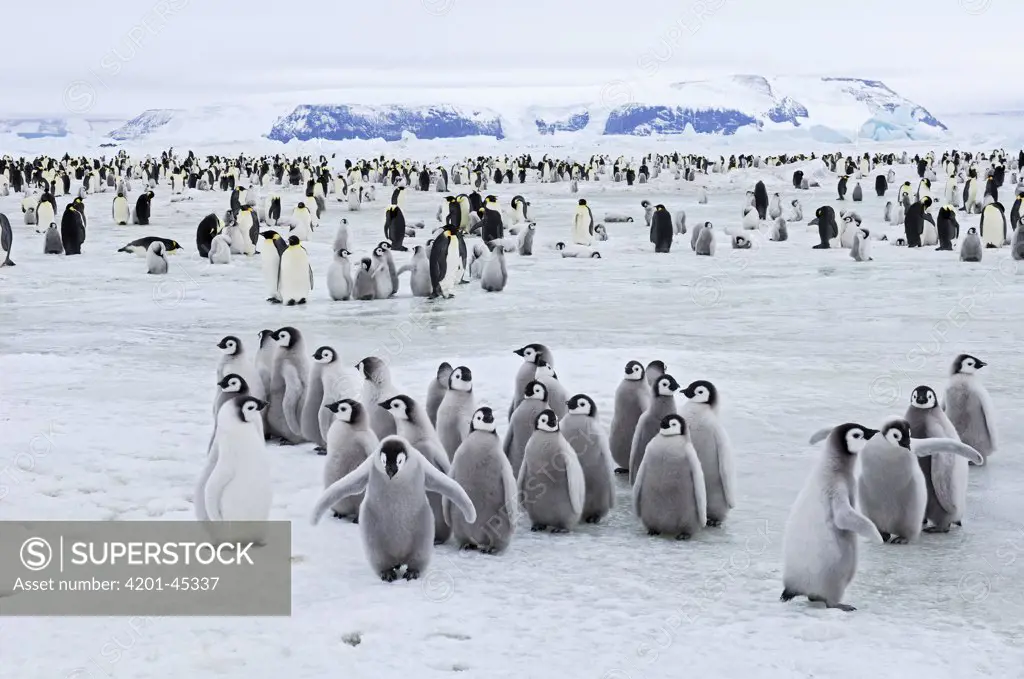 Emperor Penguin (Aptenodytes forsteri) colony, Antarctica