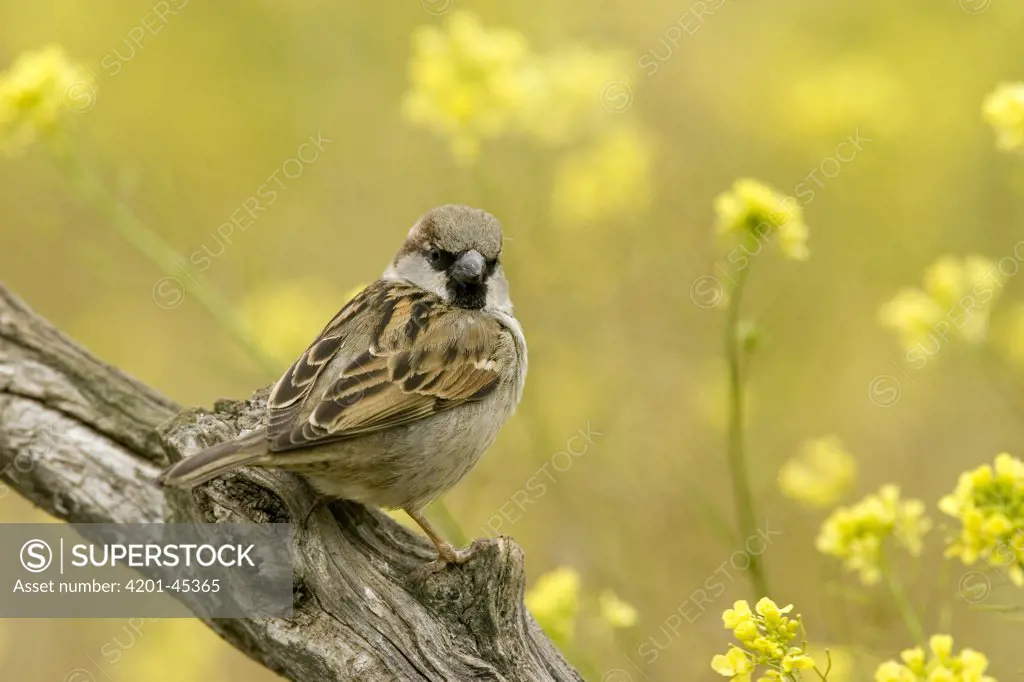House Sparrow (Passer domesticus) male perched on a branch, Seville, Andalusia, Spain