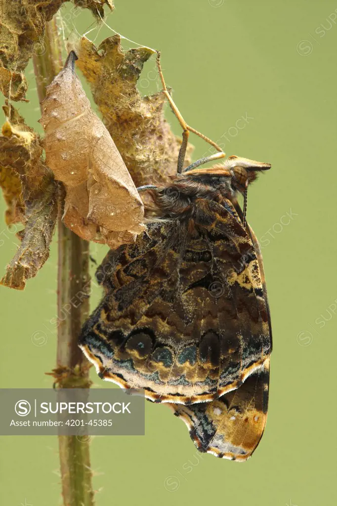 Red Admiral (Vanessa atalanta) butterfly, Hoogeloon, Netherlands. Sequence 1 of 14