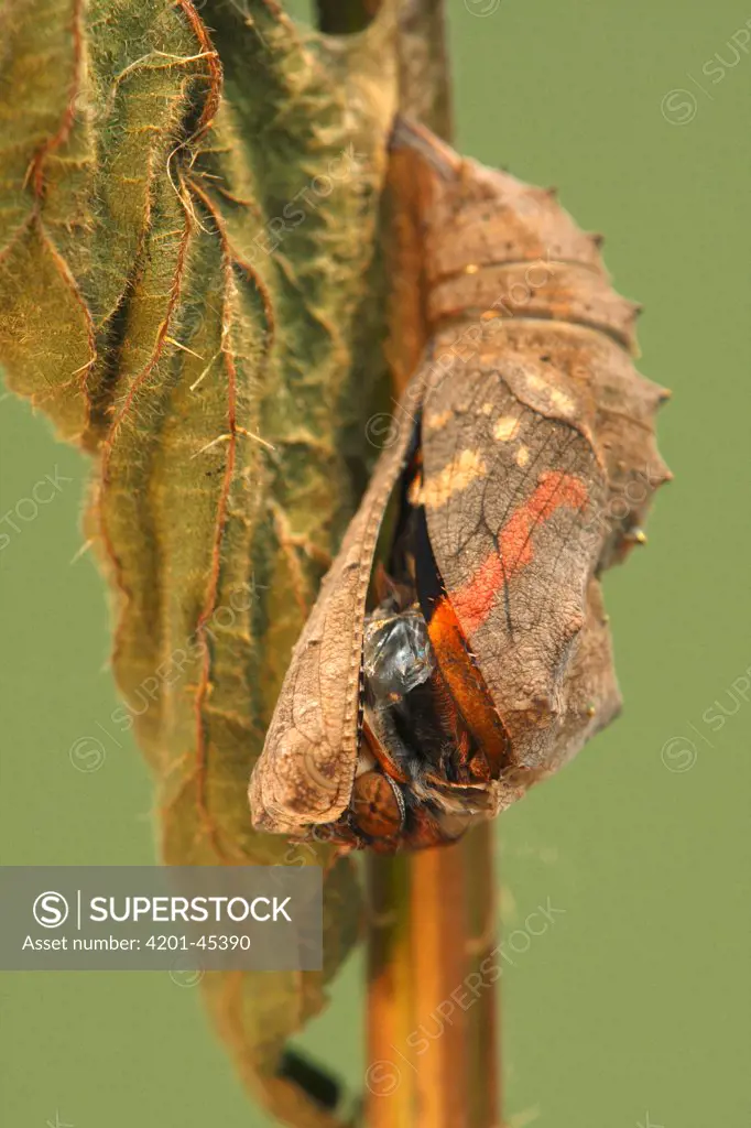 Red Admiral (Vanessa atalanta) metamorphosis sequence, Hoogeloon, Netherlands. Sequence 5 of 14