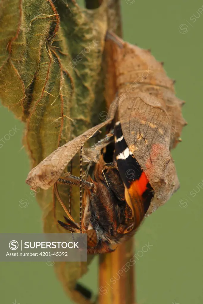 Red Admiral (Vanessa atalanta) metamorphosis sequence, Hoogeloon, Netherlands. Sequence 7 of 14