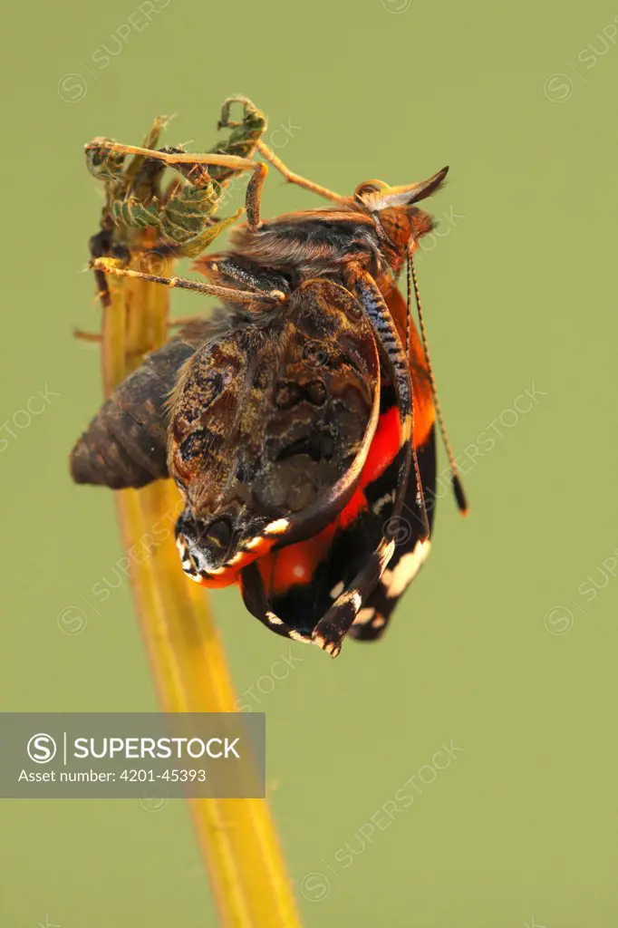 Red Admiral (Vanessa atalanta) metamorphosis sequence, Hoogeloon, Netherlands. Sequence 8 of 14