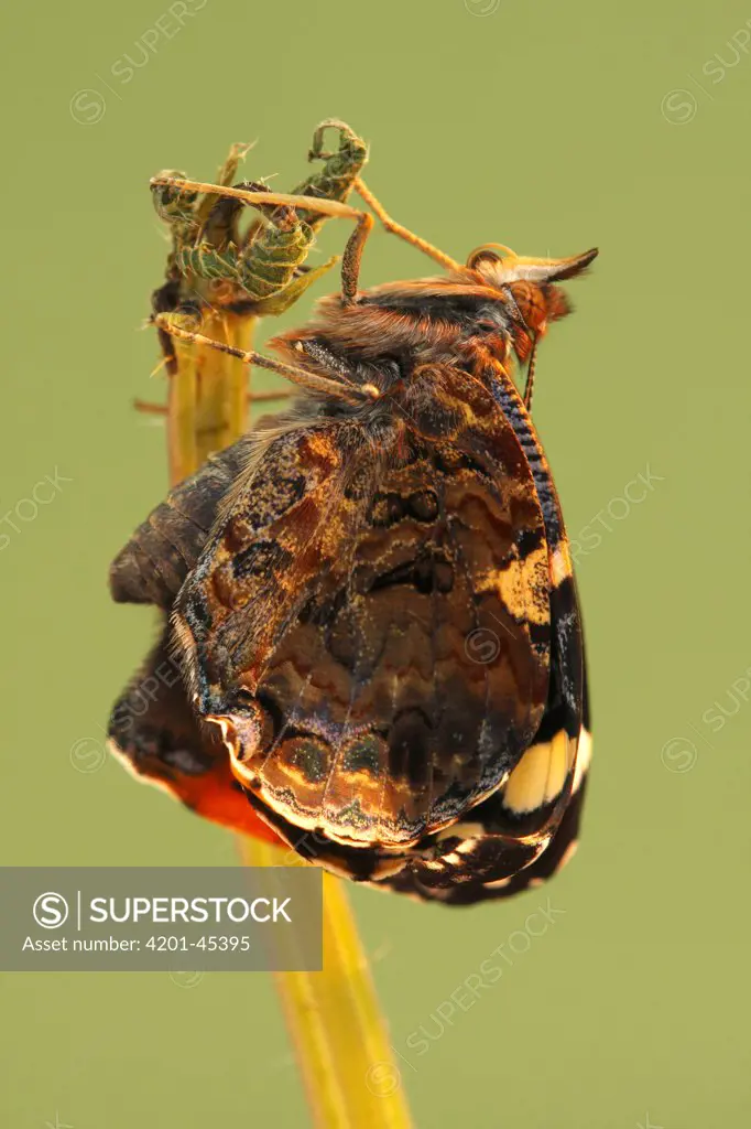 Red Admiral (Vanessa atalanta) metamorphosis sequence, Hoogeloon, Netherlands. Sequence 10 of 14