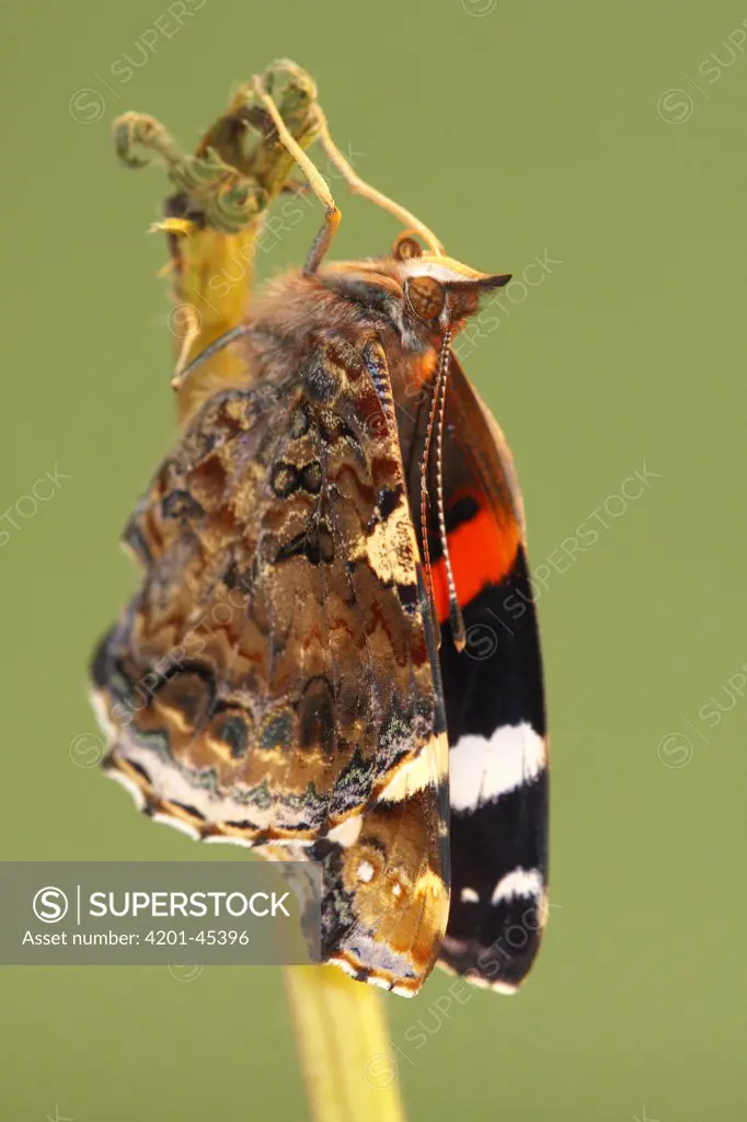 Red Admiral (Vanessa atalanta) metamorphosis sequence, Hoogeloon, Netherlands. Sequence 11 of 14