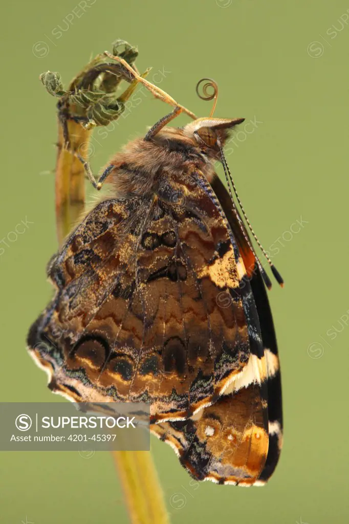 Red Admiral (Vanessa atalanta) metamorphosis sequence, Hoogeloon, Netherlands. Sequence 12 of 14