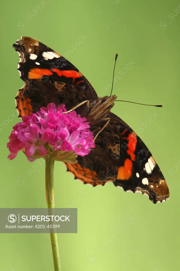 Red Admiral (Vanessa atalanta), Hoogeloon, Netherlands. Sequence 14 of 14