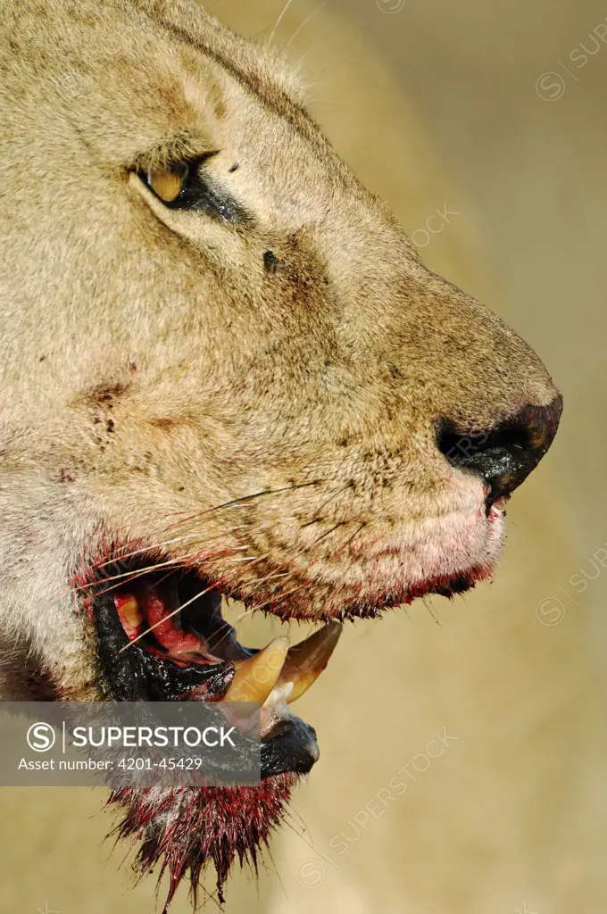 African Lion (Panthera leo) female with bloody muzzle after killing and eating a Burchell's Zebra (Equus burchellii), Serengeti National Park, Tanzania