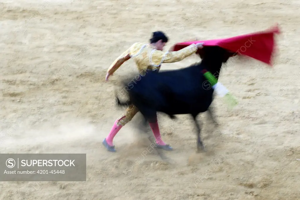 Matador fighting a bull, Andalusia, Spain