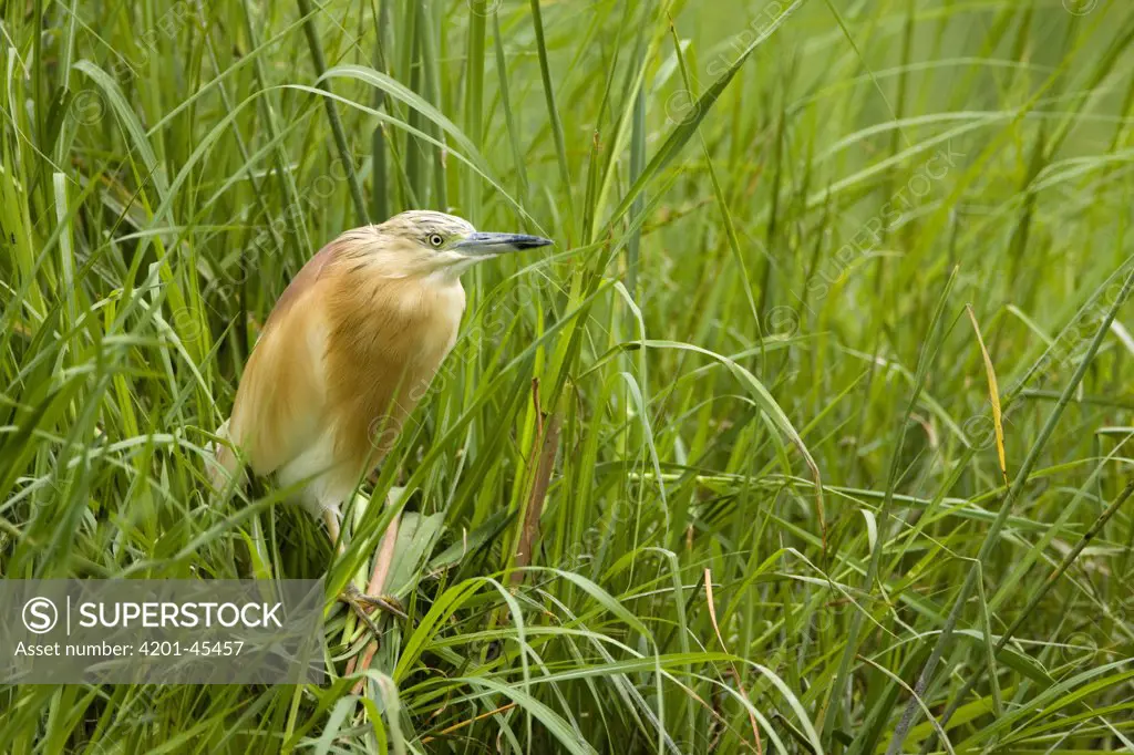 Squacco Heron (Ardeola ralloides) in lush green reed, Moremi Game Reserve, Okavango Delta, Botswana