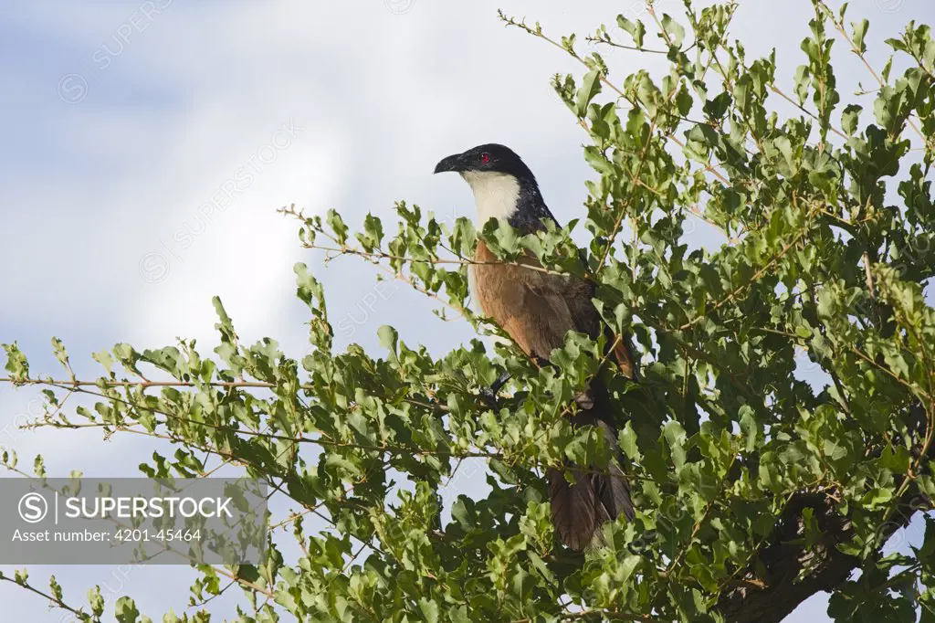 Coppery-tailed Coucal (Centropus cupreicaudus) perched in a bush on the Khwai River floodplain, Moremi Game Reserve, Okavango Delta, Botswana