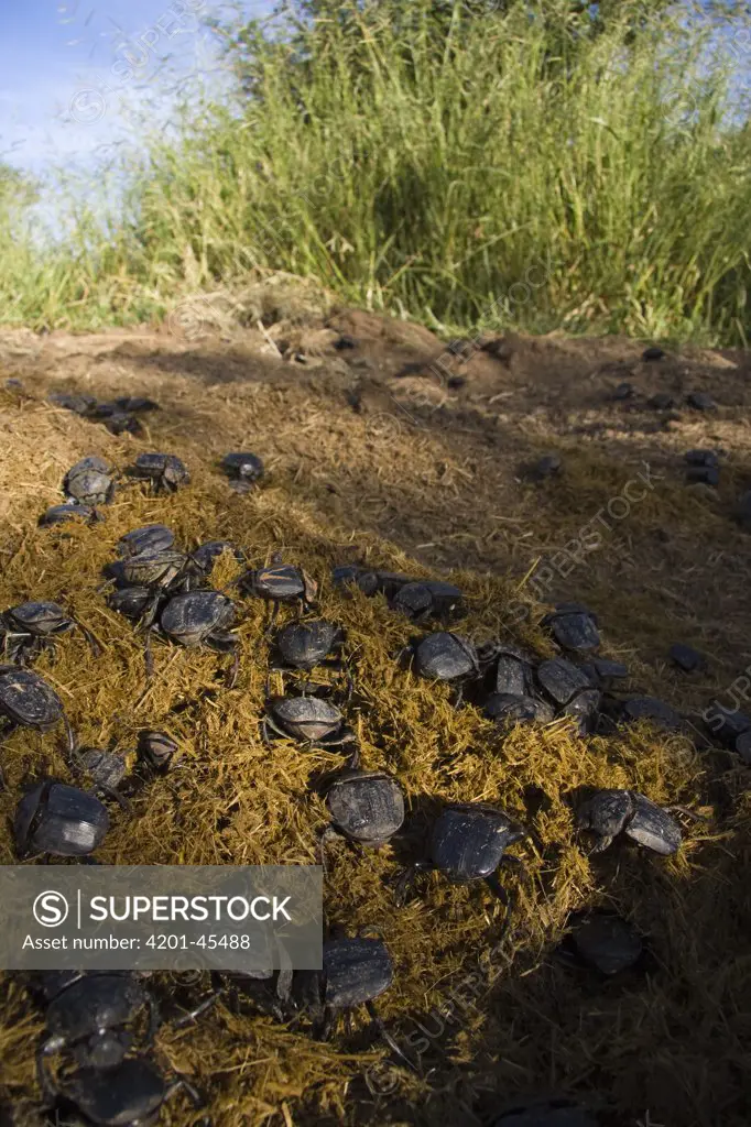 Dung Beetle (Kheper aegyptiorum) on a heap of dung, Khama Rhino Sanctuary, Serowe, Botswana