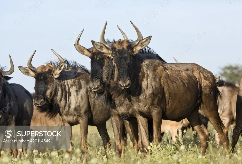 Blue Wildebeest (Connochaetes taurinus) herd, Khama Rhino Sanctuary, Serowe, Botswana
