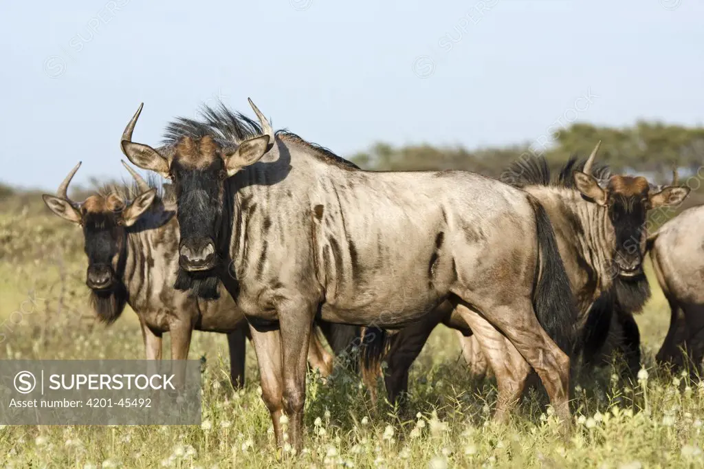 Blue Wildebeest (Connochaetes taurinus) trio, Khama Rhino Sanctuary, Serowe, Botswana