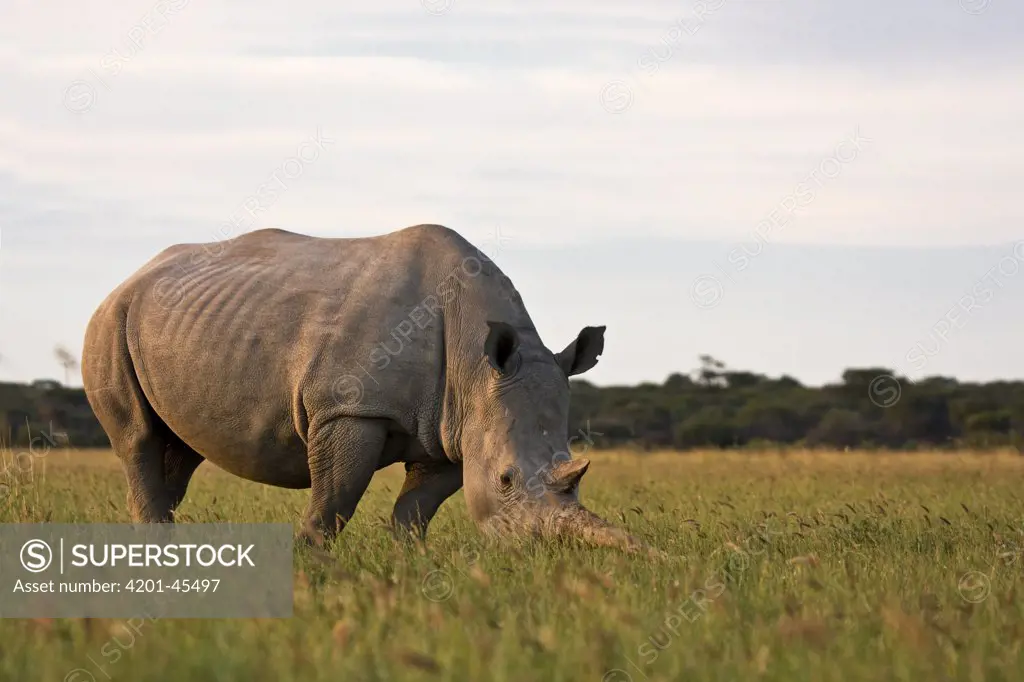 White Rhinoceros (Ceratotherium simum) grazing, Khama Rhino Sanctuary, Serowe, Botswana