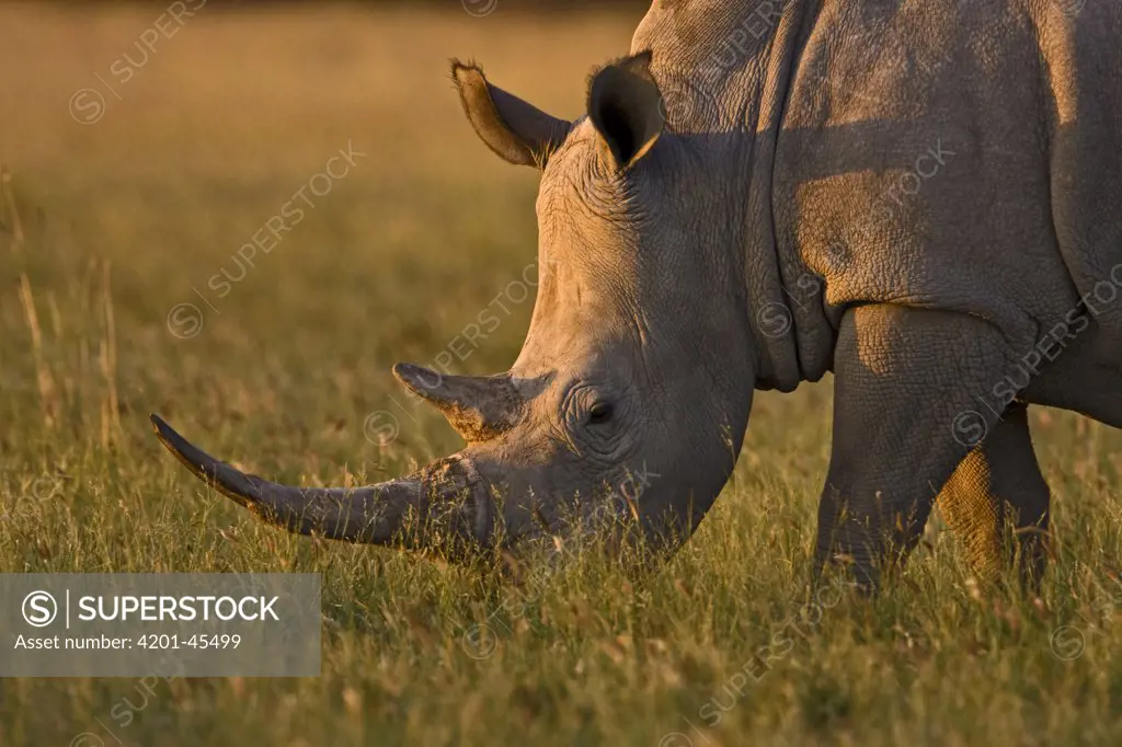 White Rhinoceros (Ceratotherium simum) grazing, Khama Rhino Sanctuary, Serowe, Botswana
