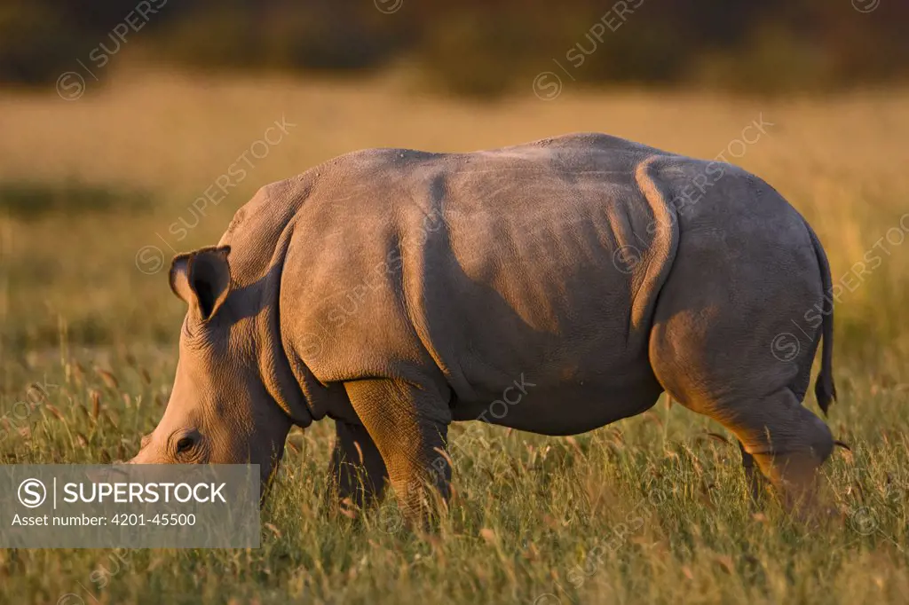 White Rhinoceros (Ceratotherium simum) baby grazing, Khama Rhino Sanctuary, Serowe, Botswana