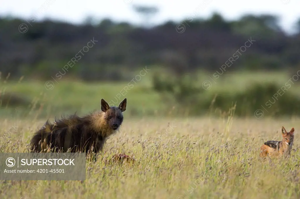 Brown Hyaena (Hyaena brunnea) and Black-backed Jackal (Canis mesomelas) scavenging from carcass, Khama Rhino Sanctuary, Serowe, Botswana