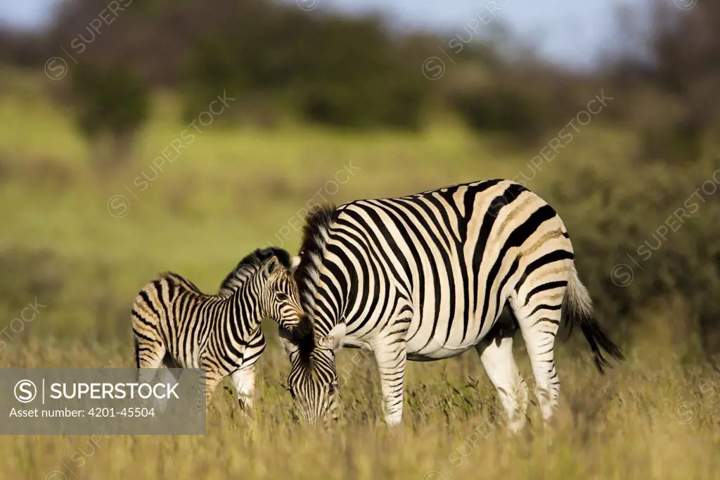 Zebra (Equus quagga) grazing with foal, Khama Rhino Sanctuary, Serowe, Botswana
