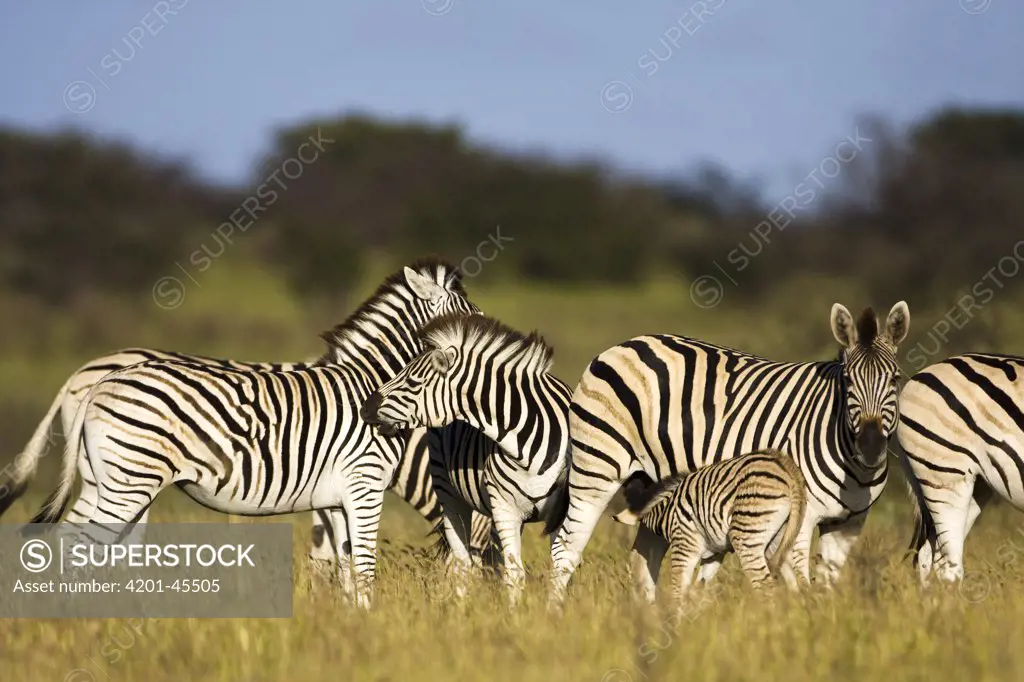 Zebra (Equus quagga) herd, Khama Rhino Sanctuary, Serowe, Botswana