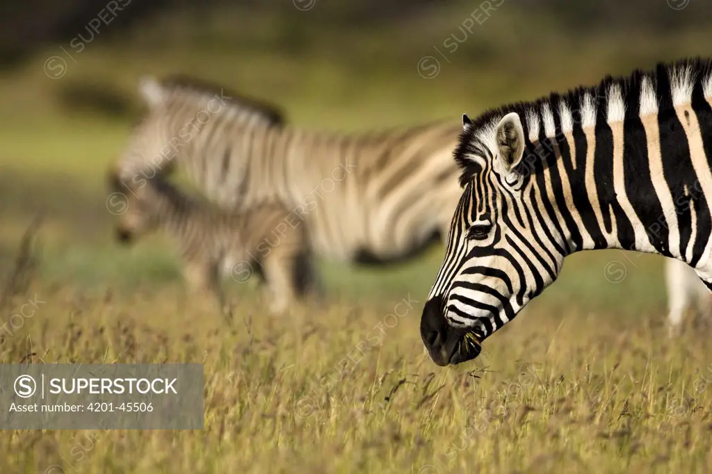 Zebra (Equus quagga) grazing, Khama Rhino Sanctuary, Serowe, Botswana