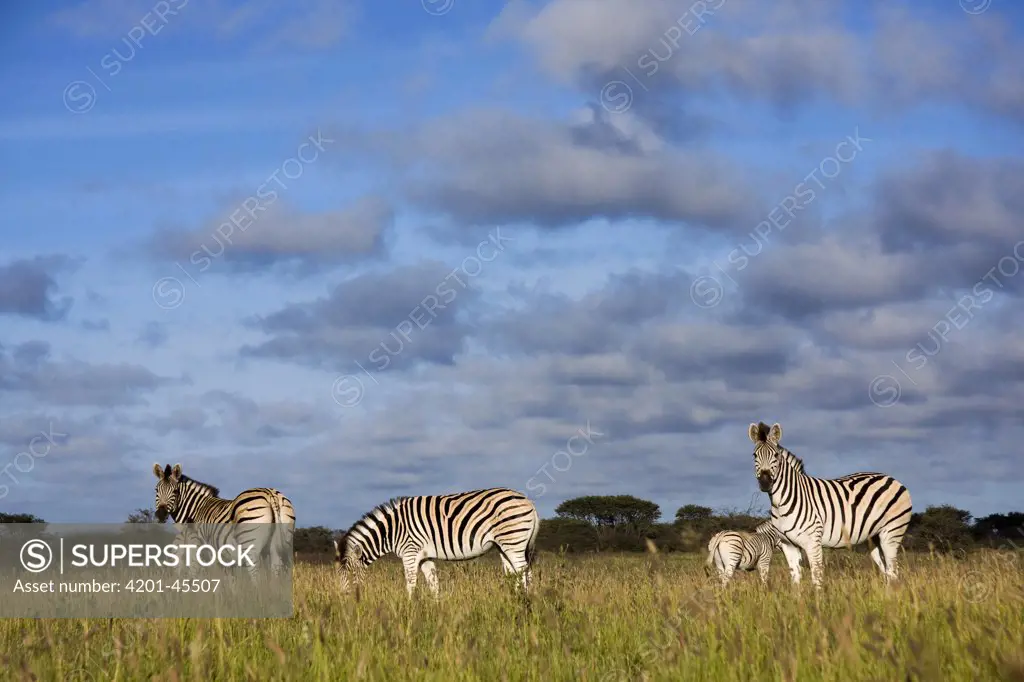 Zebra (Equus quagga) herd, seen from a low angle, Khama Rhino Sanctuary, Serowe, Botswana