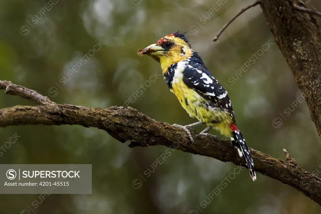 Crested Barbet (Trachyphonus vaillantii) with prey in its bill, Botsalano Game Reserve, South Africa