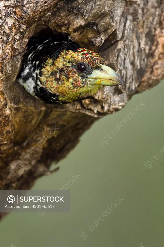 Crested Barbet (Trachyphonus vaillantii) sticking its head outside nest hole, Botsalano Game Reserve, South Africa