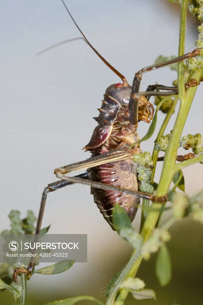 Corn Cricket (Hetrodes pupus) on a plant stem, Gaborone Game Reserve, Botswana