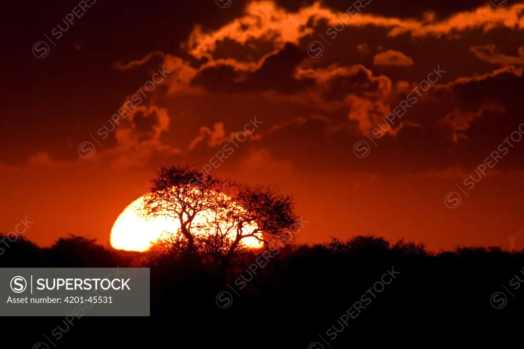 Sun setting behind trees, Mabuakolobe Pan, Khutse Game Reserve, Botswana