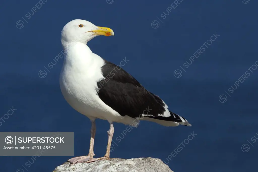 Great Black-backed Gull (Larus marinus), Saltee Island, Ireland