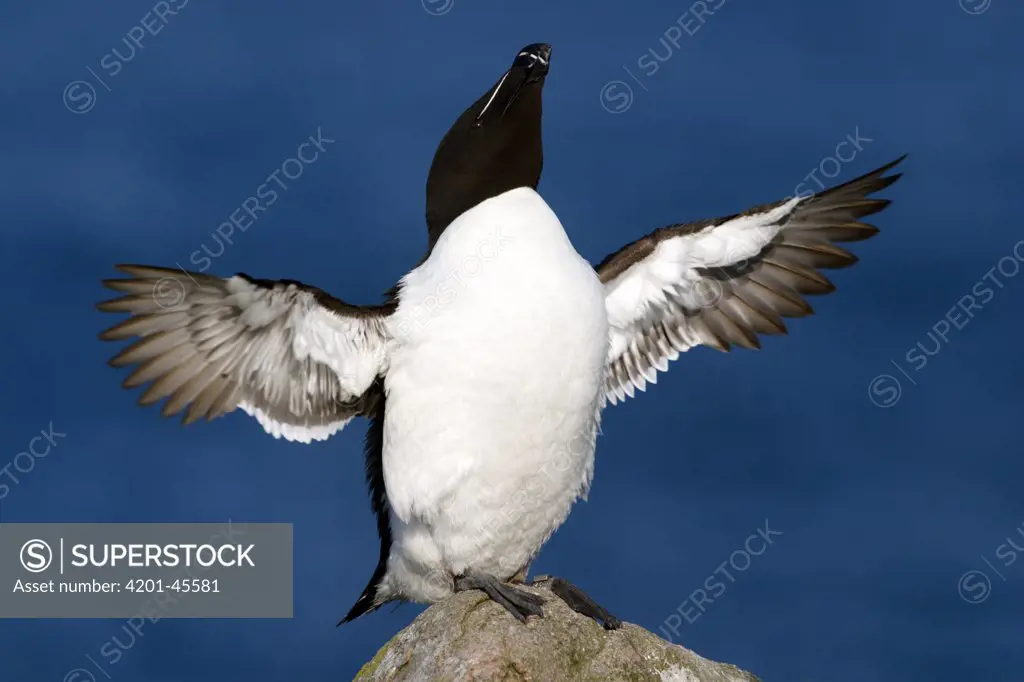 Razorbill (Alca torda) on a rock with wings spread, Saltee Island, Ireland