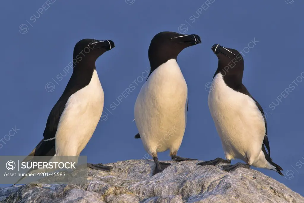 Razorbill (Alca torda) trio, Saltee Island, Ireland