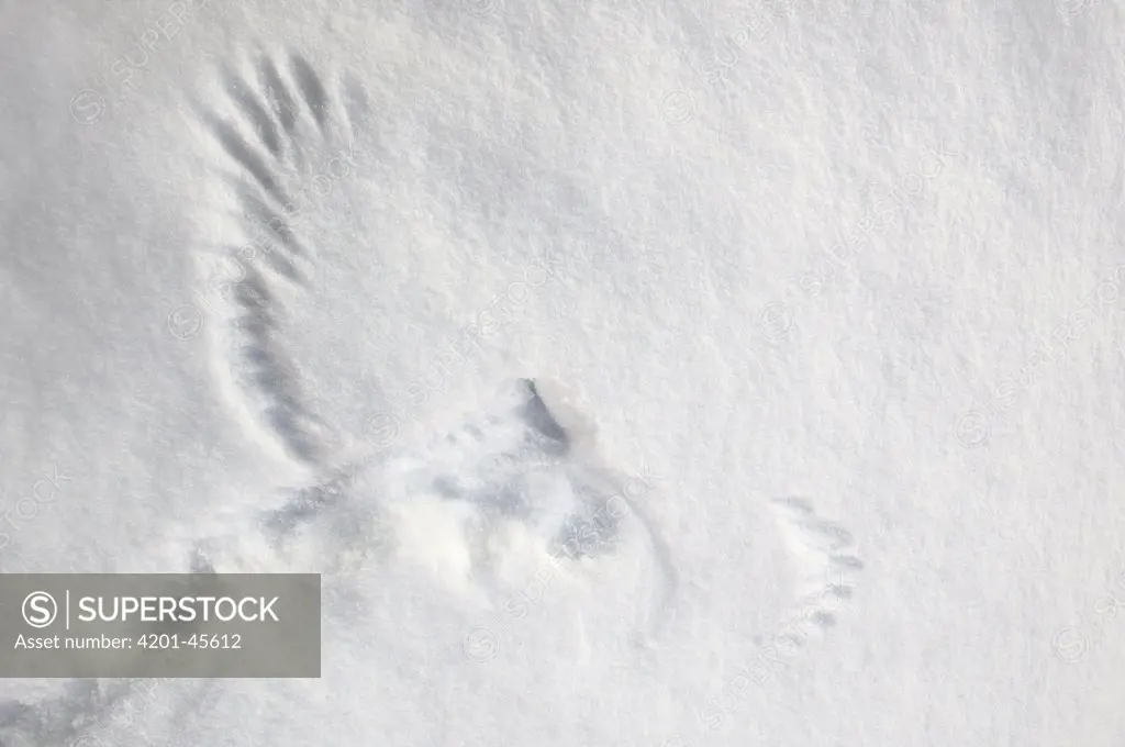 Northern Hawk Owl (Surnia ulula) imprint in the snow, Norway