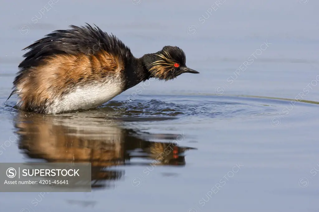 Eared Grebe (Podiceps nigricollis) displaying, South Holland, Netherlands