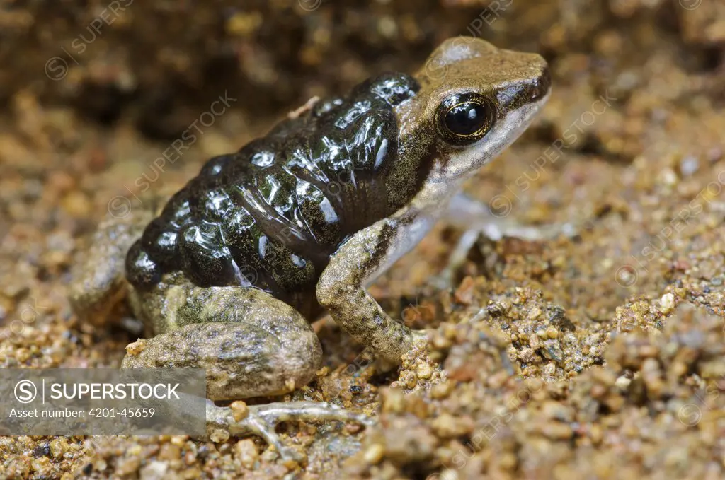 Common Rocket Frog (Colostethus inguinalis) male 'nurse' carrying tadpoles, Panama