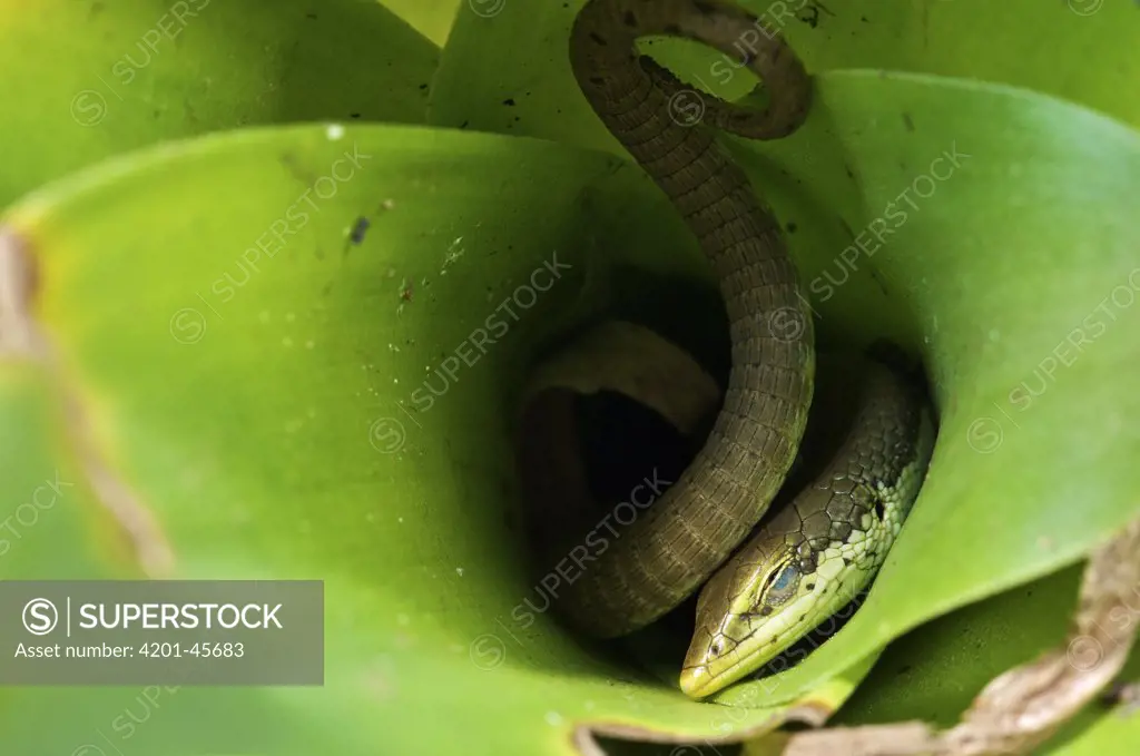 Anadia (Anadia sp) sleeping in bromeliad, western slope of the Andes Cloud Forest, Mindo, Ecuador