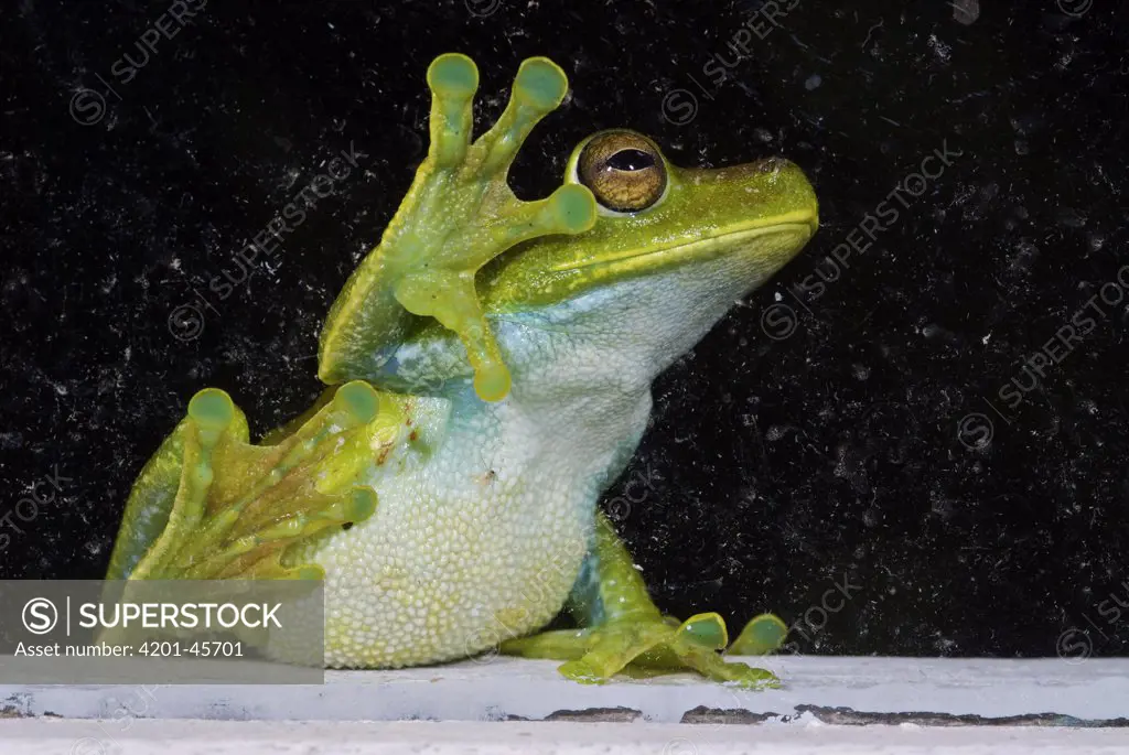 Cloud Forest Tree Frog (Hyla pellucens) against window, feeding on insects, western slope of the Andes Cloud Forest, Mindo, Ecuador
