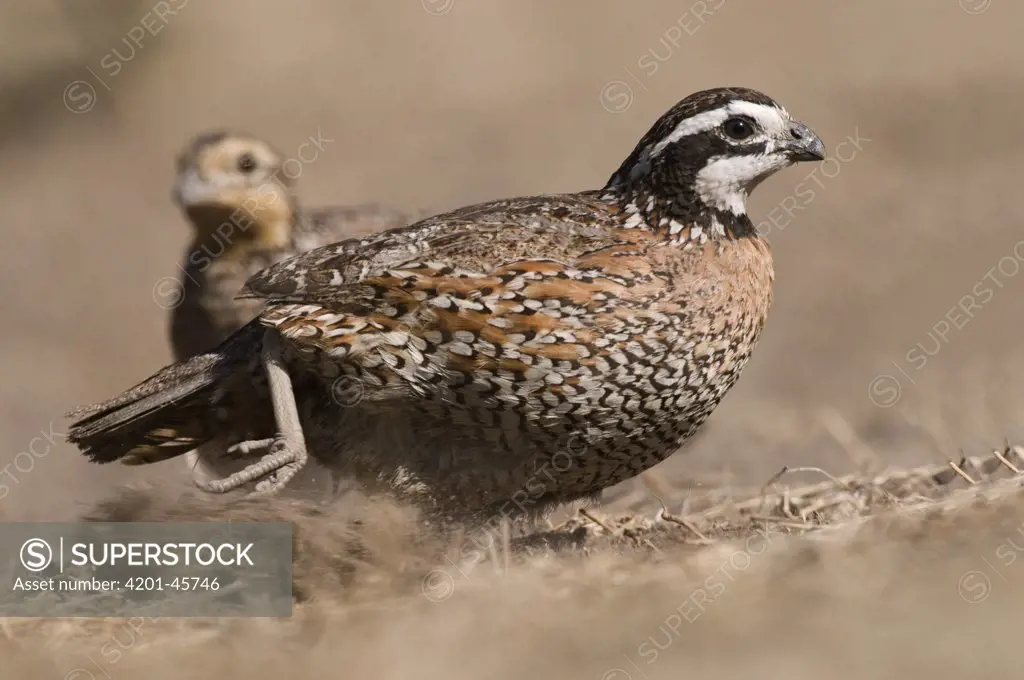 Northern Bobwhite (Colinus virginianus) male searching for food, Texas