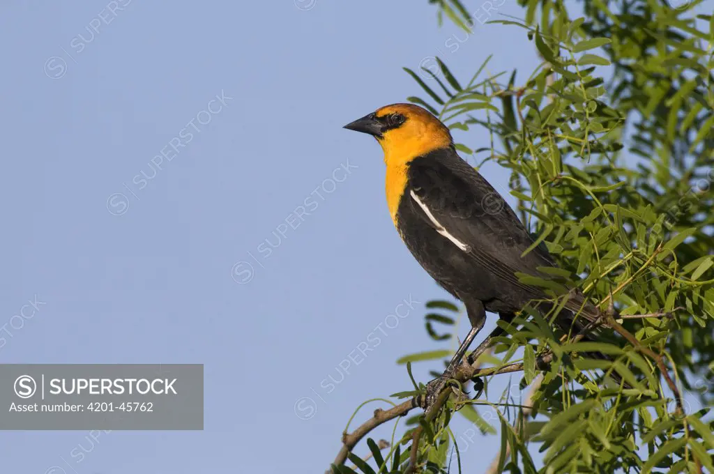 Yellow-headed Blackbird (Xanthocephalus xanthocephalus), Texas