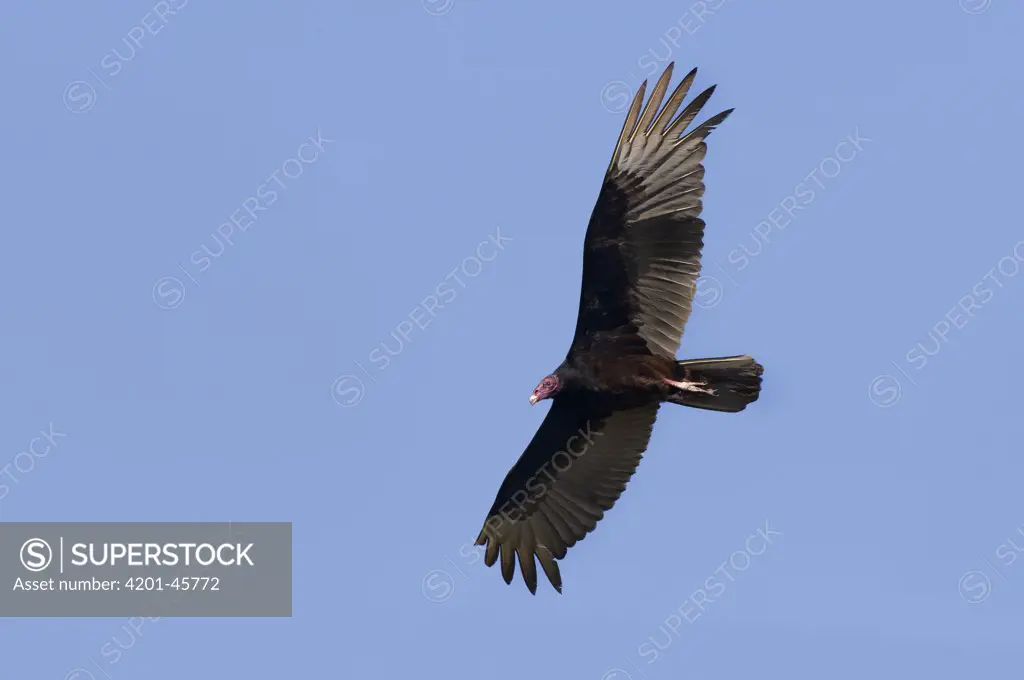 Turkey Vulture (Cathartes aura) flying, Texas