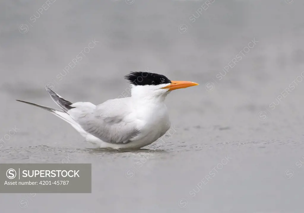 Royal Tern (Sterna maxima) standing in the water, Texas