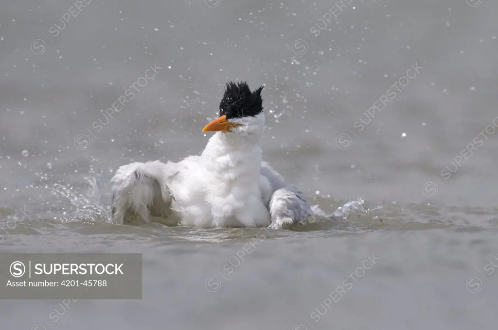 Royal Tern (Sterna maxima) bathing, Texas