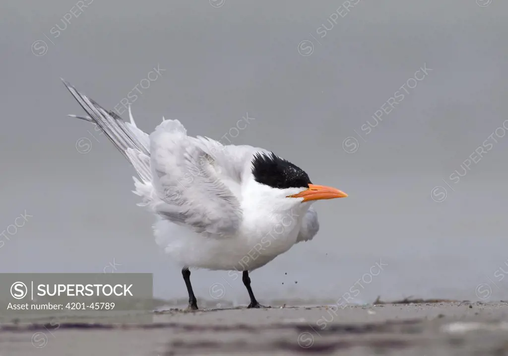Royal Tern (Sterna maxima), shaking out feathers, Texas