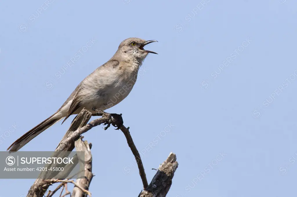 Northern Mockingbird (Mimus polyglottos) singing, Texas